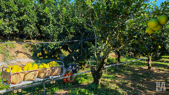  △金柚采摘运送用上了无人轨道车，可大大减轻人力负担。（总台央视记者郭鸿拍摄）