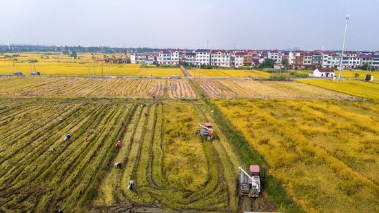 在浙江省金华市罗埠镇山下陈村，300多亩金华市农科院引进试种的“农香39”晚稻成熟，人们忙着开镰收割。新华社发