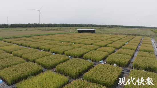江苏盐城用太湖底泥改良的盐碱地