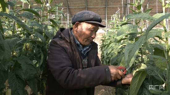 李应川在自家大棚打理人参果树（央广网记者 寇刚 摄）