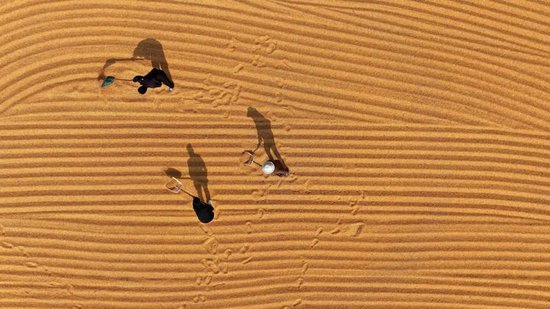  2025年10月28日，在山东省枣庄市市中区税郭镇，农民晾晒收获的玉米（无人机照片）。新华社发（孙中喆 摄）