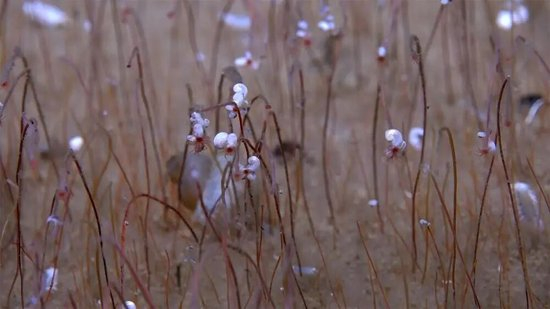 深渊海沟最深处发现繁盛的化能合成生物群落。图片来源：国家自然科学基金委员会