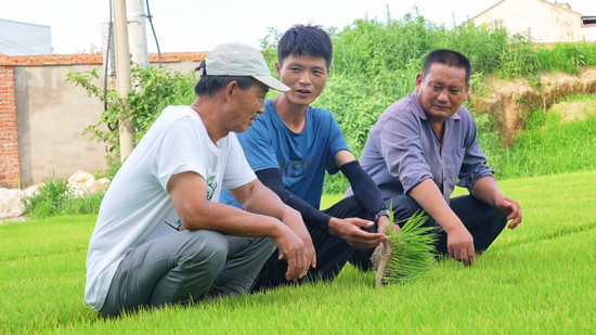 2026年6月，湖北省孝感市孝昌县新农人付鹏程（中）正在和当地种植户一起讨论秧苗长势。（受访者供图）