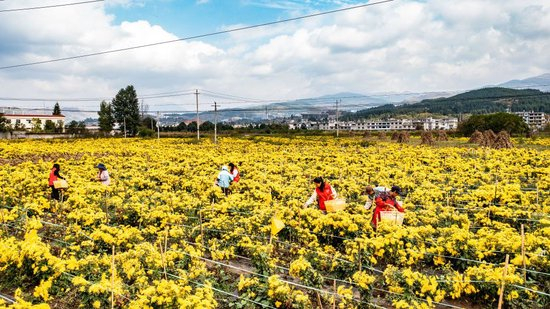 村民和党员志愿者在贵州省六盘水市钟山区大湾镇菊花种植基地采摘金凤菊（无人机照片，2024年10月19日摄）。新华社记者 陶亮 摄