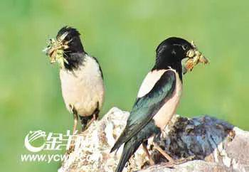  图为嘴里叼满蝗虫的粉红椋鸟。图源：羊城晚报