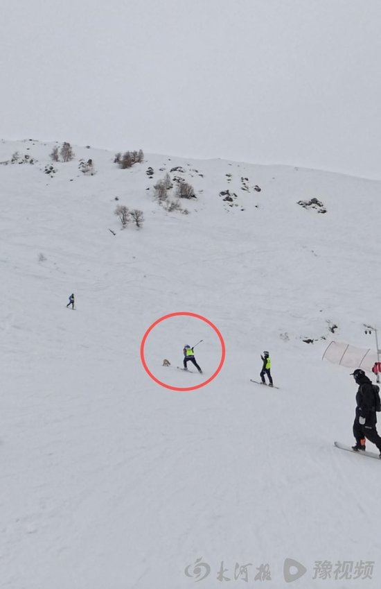 有人用滑雪杖敲打狐狸（视频截图）