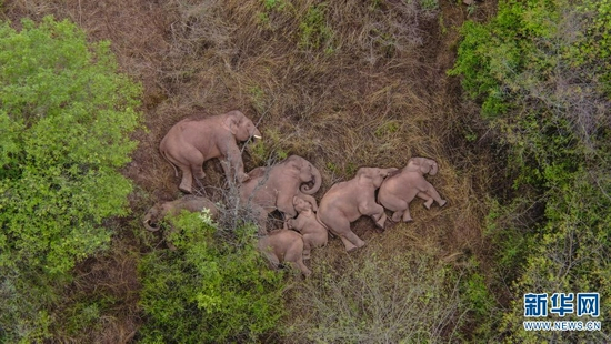 6月7日在昆明市晋宁区夕阳彝族乡拍摄到的野象（无人机照片）。 （云南省森林消防总队供图）