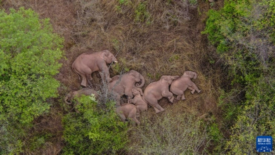 2021年6月7日在云南昆明市晋宁区夕阳彝族乡拍摄的野象（无人机照片）。新华社发