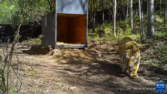 2021年5月18日，在黑龙江省穆棱林业局有限公司林场，之前在密山市获得成功救护的野生东北虎从铁箱子里走出，回归自然（视频截图）。新华社发