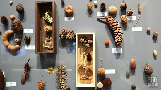  △会展中心，云南生物多样性保护实践与成果展展厅的种子墙。（图/视觉中国）