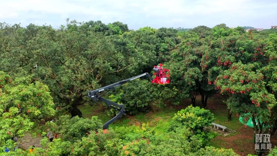 △荔枝成熟后，正在采摘荔枝的柏桥村果农。（高州市融媒体中心提供）