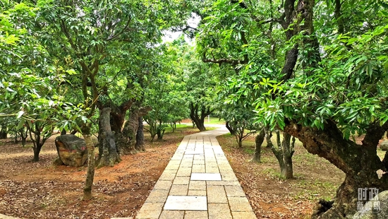 △柏桥村荔枝种植园。（总台记者梁启鹏拍摄）