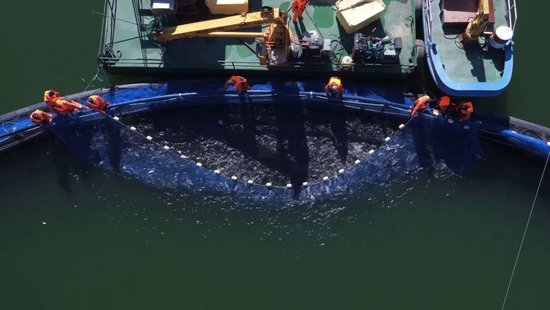 员工在养殖区现场捕捞。新疆天蕴供图