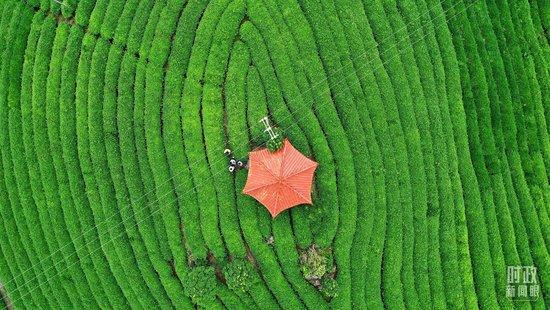 △福建省宁德市古田县的生态茶园。（图/视觉中国）