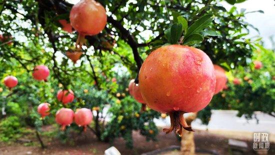   △ Pomegranate planted in Guanshi pomegranate garden in Zaozhuang, Shandong. (Shot by Li Hui, a reporter from CCTV)
