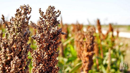   △ Sweet sorghum planted in the agricultural highlands of the Yellow River Delta in Shandong Province. (Filmed by Zhao Hua, a reporter from CCTV)