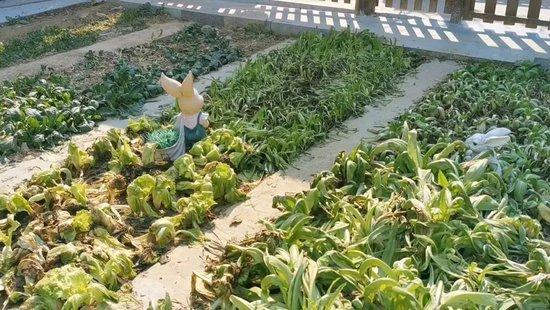  朱之文打理的小菜园。图/九派新闻 马婕盈