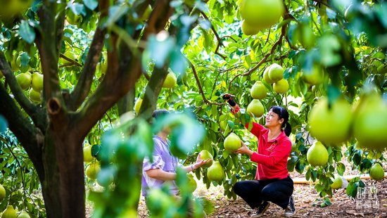  △梅州金柚。（总台央视记者许永松、范凯拍摄）