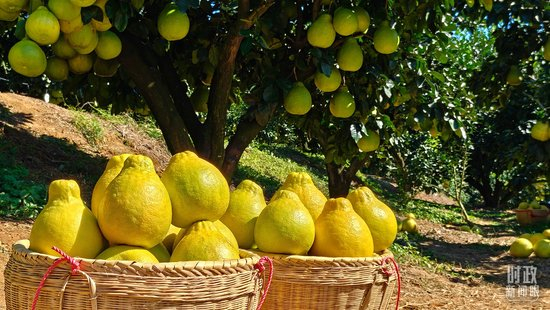 △梅州金柚，果形似梨，果肉晶莹，肉质脆嫩化渣、清甜爽口。（总台央视记者石伟明、赵化拍摄）