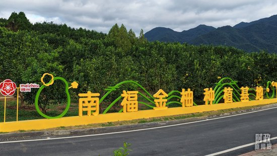 △南福金柚种植基地，柚林迎来丰收。（总台记者吴媚苗、总台央视记者鄂介甫拍摄）