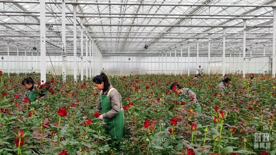 工人们在云南丽江现代花卉产业园里的智能温室大棚里劳作。(总台央视记者范一鸣拍摄)