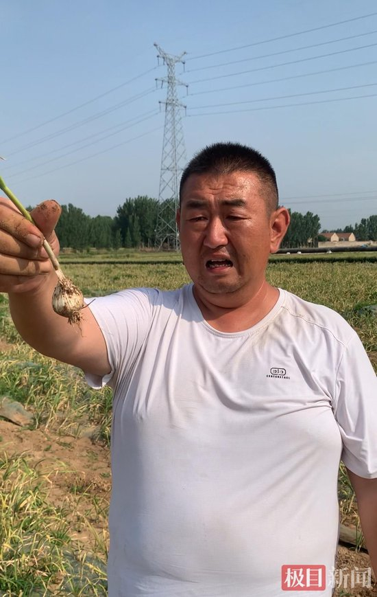  钱贤生拿着长势不佳的大蒜（极目新闻记者 李淑仪摄）