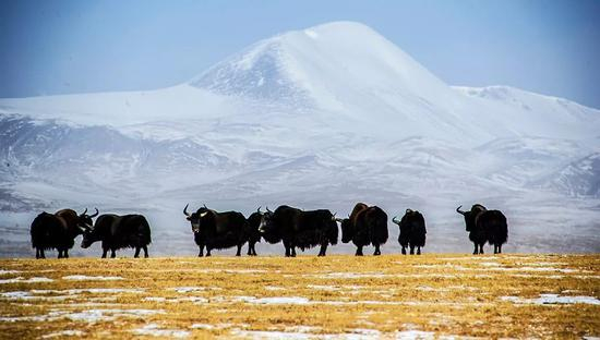  可可西里野牦牛 蔡征摄