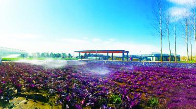 百蔬园室外展区大片紫衣甘蓝