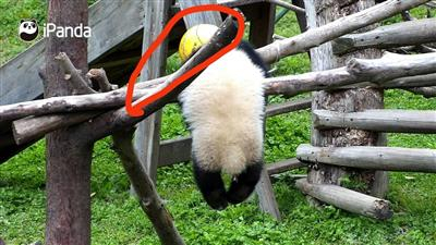 因吊球绳缠绕颈部，大熊猫“禄禄仔”不幸窒息死亡