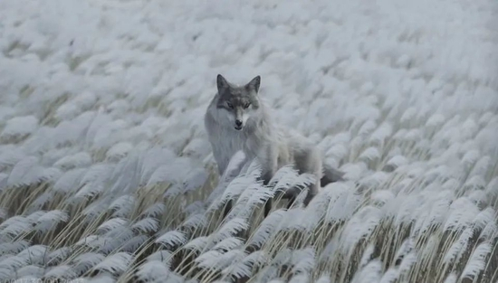 ·《林林》剧照。