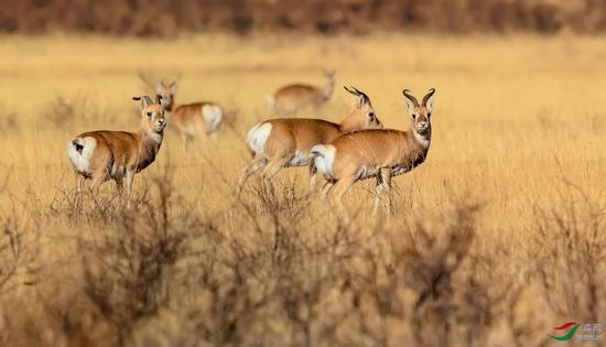 普氏原羚 程功摄