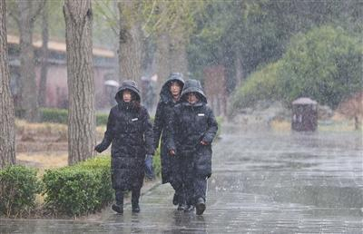 昨日，景山公园，三名园区工作人员在雨雪中行走。新京报记者 王飞 摄
