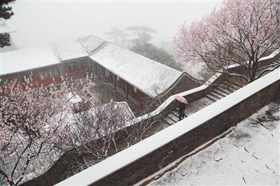 昨日，在门头沟区妙峰山景区，一名游客在雪中行走。新华社发
