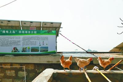 岛上养了几只鸡。光明日报记者 蒋新军摄