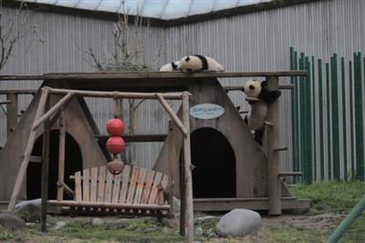 神树坪熊猫基地，大熊猫幼儿生活区