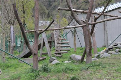 “禄禄仔”死亡的地方已经没有吊球玩具