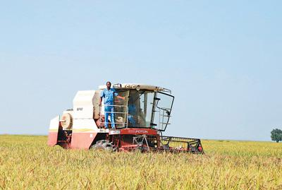 丰收季节，收割机正在瓦拉农场的稻田里工作。本报记者 姜 宣摄
