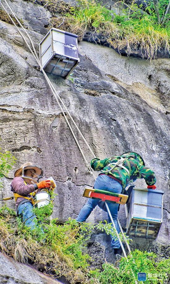 ▲在北京密云区冯家峪镇西口外村，养殖户在山崖上采集崖蜜（5月20日摄）。新华社发（李欣摄）