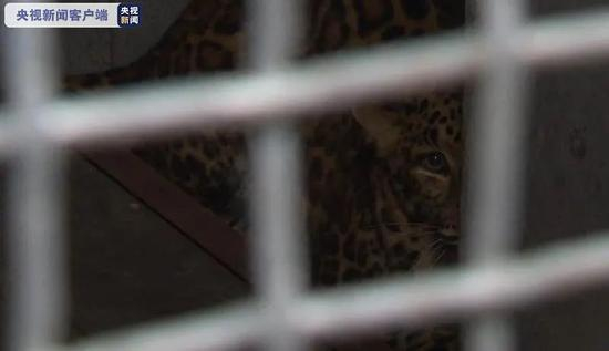  △第一只被找回的金钱豹