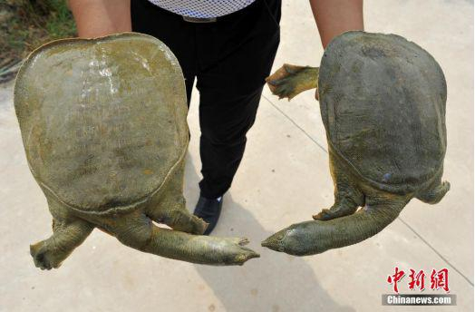 山西青年农民组建甲鱼养殖合作社致富 刘宝成 摄