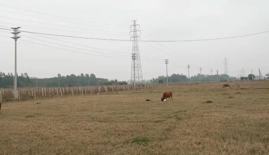 黄竹根村村景（图源：南风窗记者黄茗婷 摄）