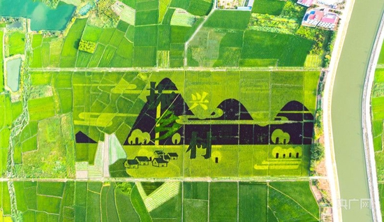  南昌县乡村稻田艺术画栩栩如生，成为当地一道景观（央广网发 南昌县委宣传部供图）