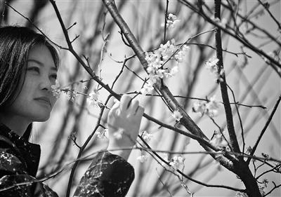 ▲游客在蓝调庄园樱花园赏花