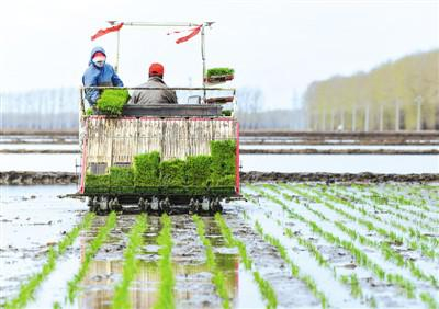 在黑龙江省农垦红兴隆管理局友谊农场的一块水田里，采用北斗导航定位系统的智能导航无人驾驶水稻插秧机正在插秧。刘帅冶摄