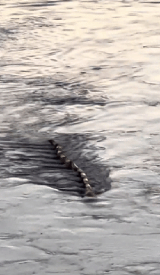 韩国民众拍下的所谓“水怪”
