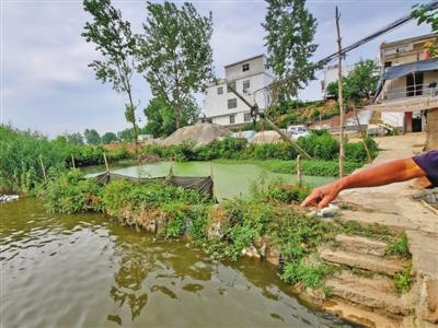 6月12日，阜南县郜台乡桂庙村，养殖户李大夫家的鱼塘被污水污染。