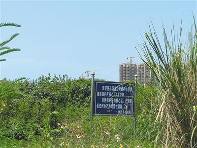 8月15日，花场湾红树林自然保护区核心区一角。远处为尚未竣工的红树湾楼盘。