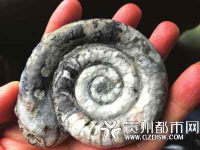 造型优美的角石化石。