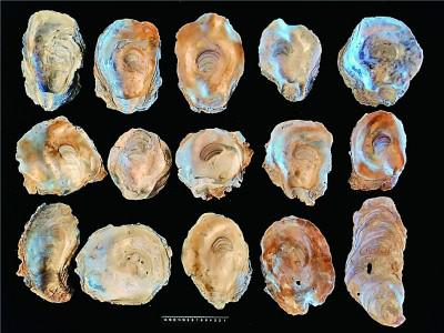 浙江宁波余姚井头山遗址出土的近江牡蛎壳