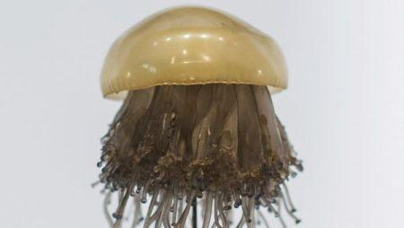 西班牙近海一种“煎蛋水母”肆意生长，不要被它的“萌样”欺骗。（图片来源：西班牙联合时报）